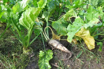 Sugar beet plants in a field
